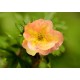 Pensashanhikki ‘Double Punch Peach’ (Dasiphora fruticosa ‘Minjaro01’ Double Punch® Peach)